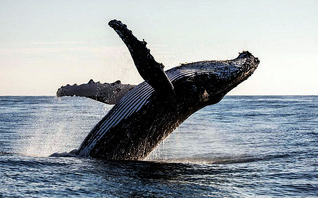 Humpback Whales May Be Saying “Hello” with Bubbles – Could This Be a Clue to Alien Contact? 1 002 6